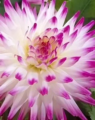 Hayley Jane kaktusz dália gumó 1db