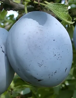 Cacanska Lepotica szilvafa