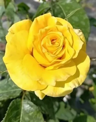 Casanova magastörzsű rózsa konténerben (cserépben) - sárga