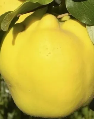 Mezőtúri birsalmafa