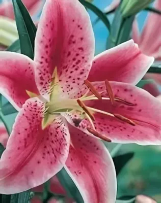 Stargazer liliom hagyma 1db