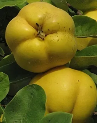 Bereczki bőtermő birsalmafa