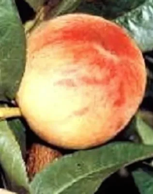 Mariska őszibarackfa