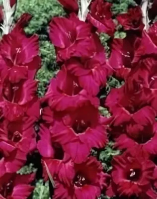 Plumtart kardvirág hagyma 10 db