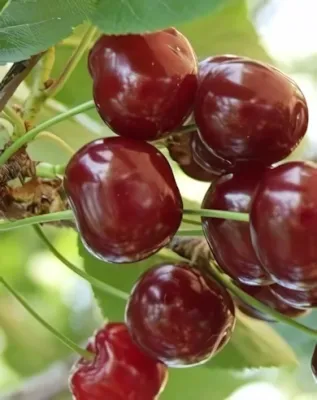 Meteor korai meggyfa