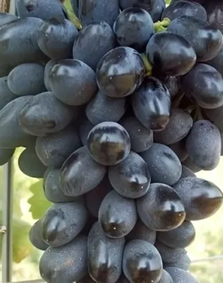 Black Magic szőlőoltvány