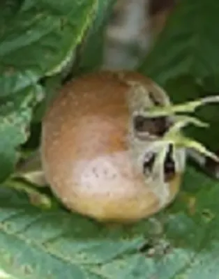 Hollandi óriás naspolyafa