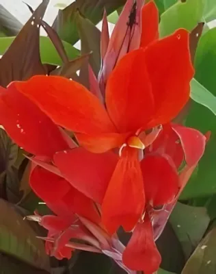 Piros virágú, bordó levelű rózsanád (kánna) gumó 1 db