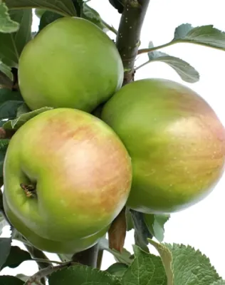 Nyári fontos (Fontos alma, Tükör alma)  almafa