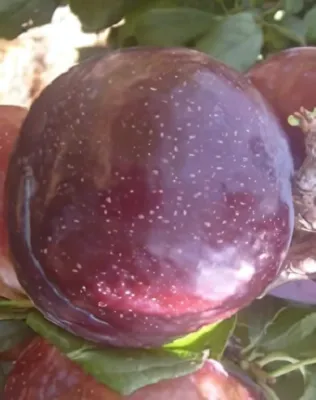 Friar japán szilvafa konténerben (cserépben)