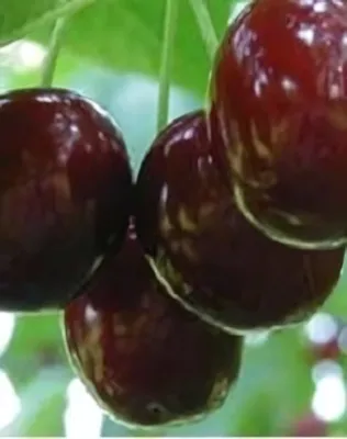 Hedelfingeni óriás cseresznyefa