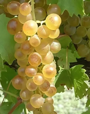 Bianca "R" szőlőoltvány