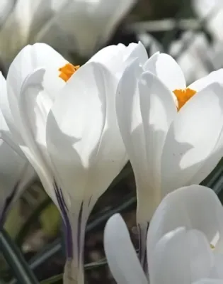 Jeanne d'Arc krókusz hagyma (8 db/csomag)