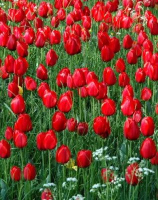 Kingsblood tulipán hagyma (7 db/csomag)