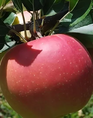 Gála (Tenroy) almafa