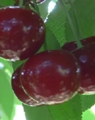 Érdi nagygyümölcsű meggyfa