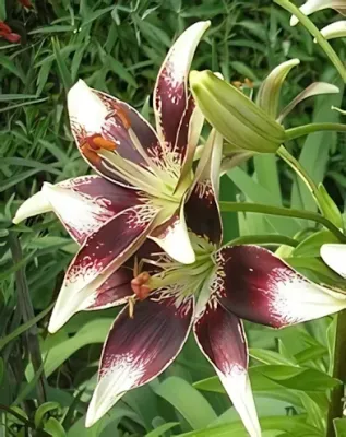 Netty's Pride liliom hagyma (1 db/csomag) Netty's Pride liliom hagyma (1 db/csomag)