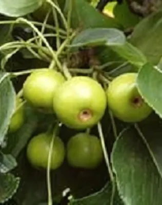 Nijisseiki (nashi) japánkörtefa Nijisseiki (nashi) japánkörtefa