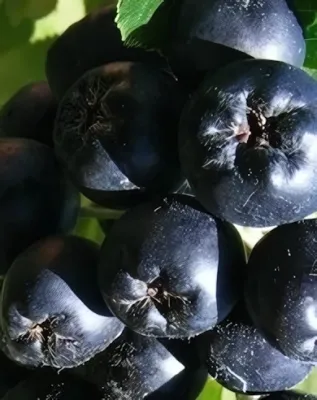 Nero fekete berkenye konténerben (cserépben)