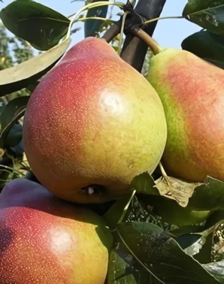 Clapp kedveltje körtefa