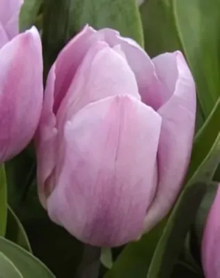 Candy Prince tulipán hagyma (7 db/csomag)