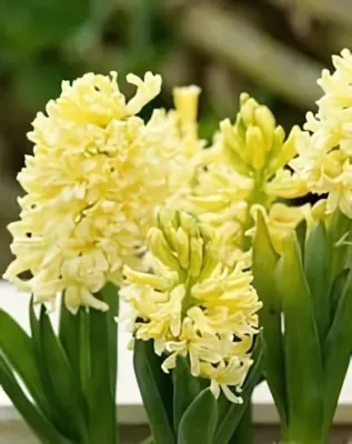 City of Haarlem jácint hagyma (3 db/csomag)