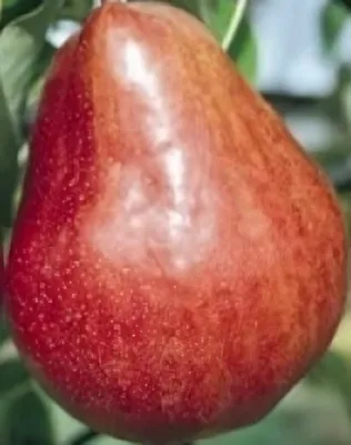 Piros Vilmos körtefa