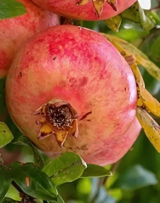 Parfianca gyümölcstermő gránátalma bokor konténerben (cserépben)