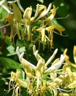 Halliana örökzöld japán futólonc - fehér-sárga