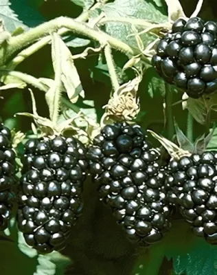 Loch Ness szederbokor