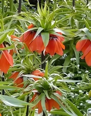 Aurora császárkorona hagyma (1 db/csomag)