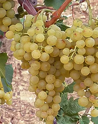 Irsai Olivér szőlőoltvány konténerben (cserépben)