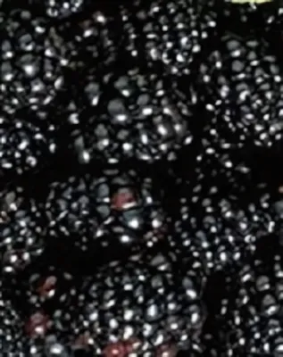 Arapaho szederbokor konténerben (cserépben)