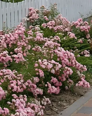 The Fairy talajtakaró rózsa konténerben (cserépben) - rózsaszín The Fairy talajtakaró rózsa konténerben (cserépben) - rózsaszín