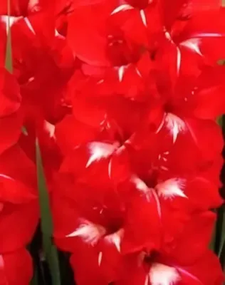 Traderhorn kardvirág hagyma 10 db