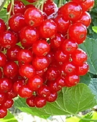 Jonkheer van Tets magastörzsű piros ribiszke