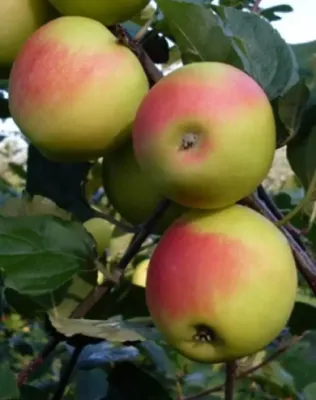 Húsvéti rozmaring almafa