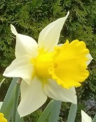 Goblet nárcisz hagyma (5 db/csomag)