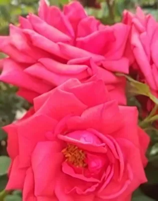 Queen of Bermuda teahibrid rózsa konténerben (cserépben) - téglavörös, sötétvörös fonákkal