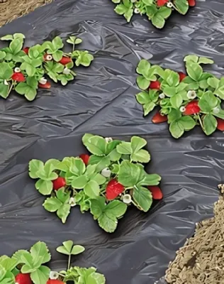 Talajtakaró fólia szamócához mikroperforálással