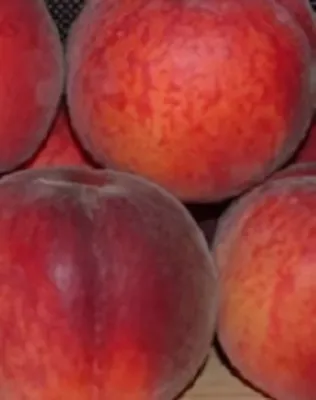 Crimson Bonfire törpe őszibarackfa