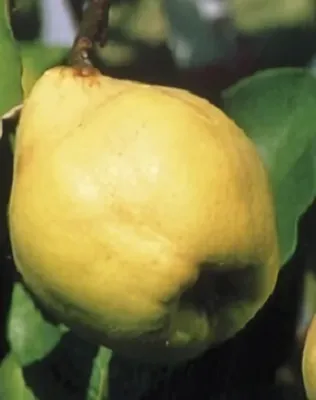 Cydora Robusta birsalmafa