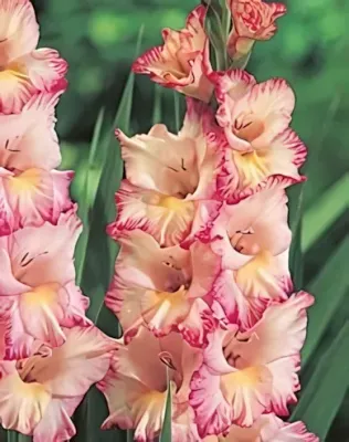 Priscilla kardvirág hagyma 10 db Priscilla kardvirág hagyma 10 db