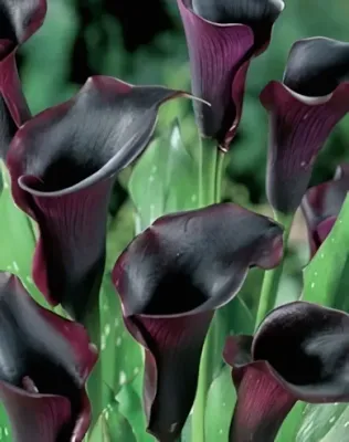 Schwarzwalder kála gumó 1 db