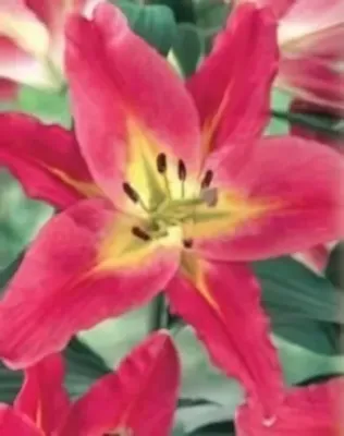 Satisfaction liliomfa (óriás liliom) hagyma 1db