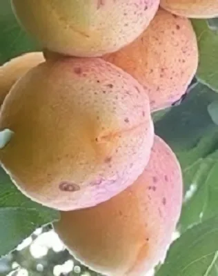 Magyar kajszi kajszibarackfa