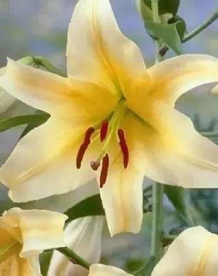 Honey Moon liliomfa (óriás liliom) hagyma 1db