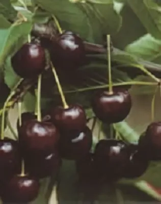 Érdi jubileum meggyfa