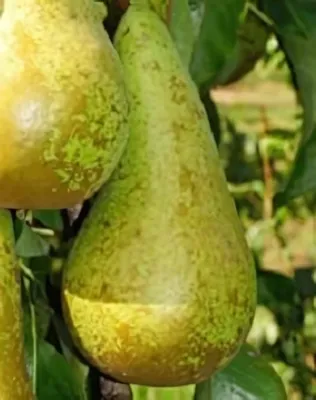 Fétel apát körtefa