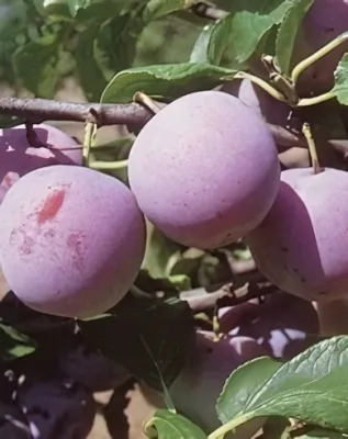 Althann ringló szilvafa